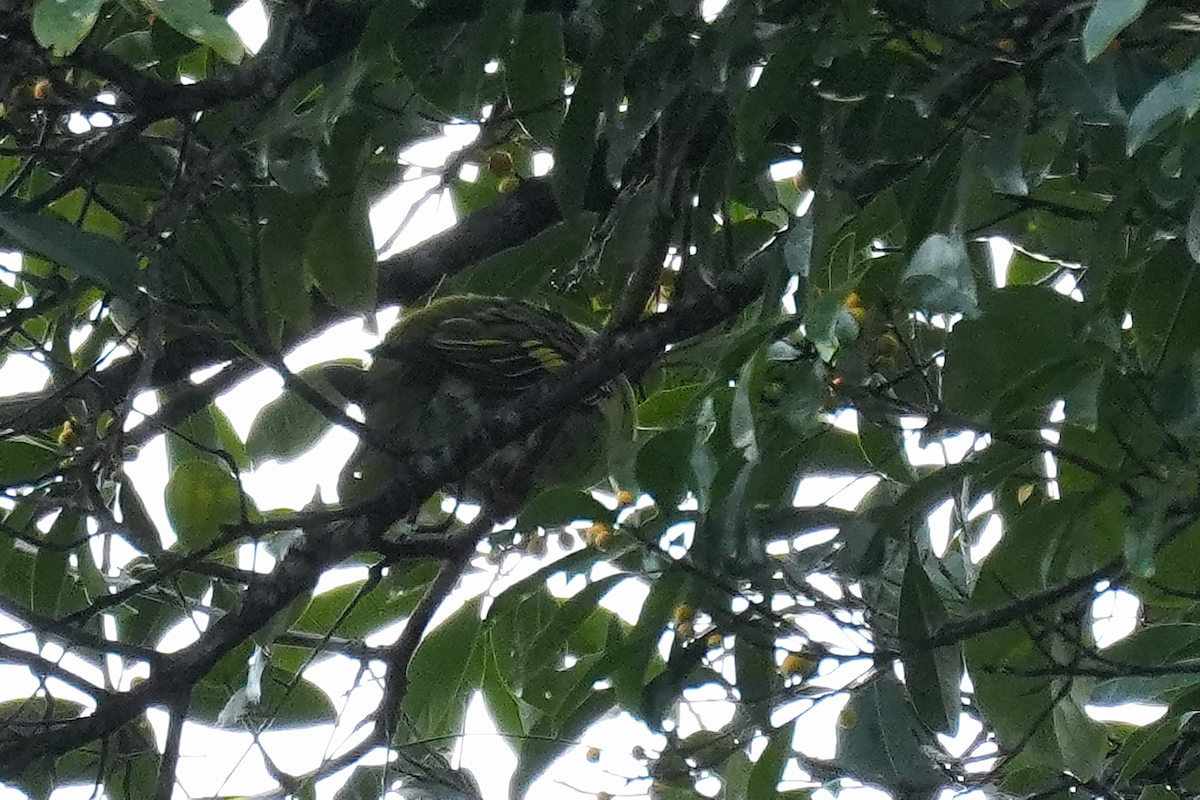 Thick-billed Green-Pigeon - ML644350756