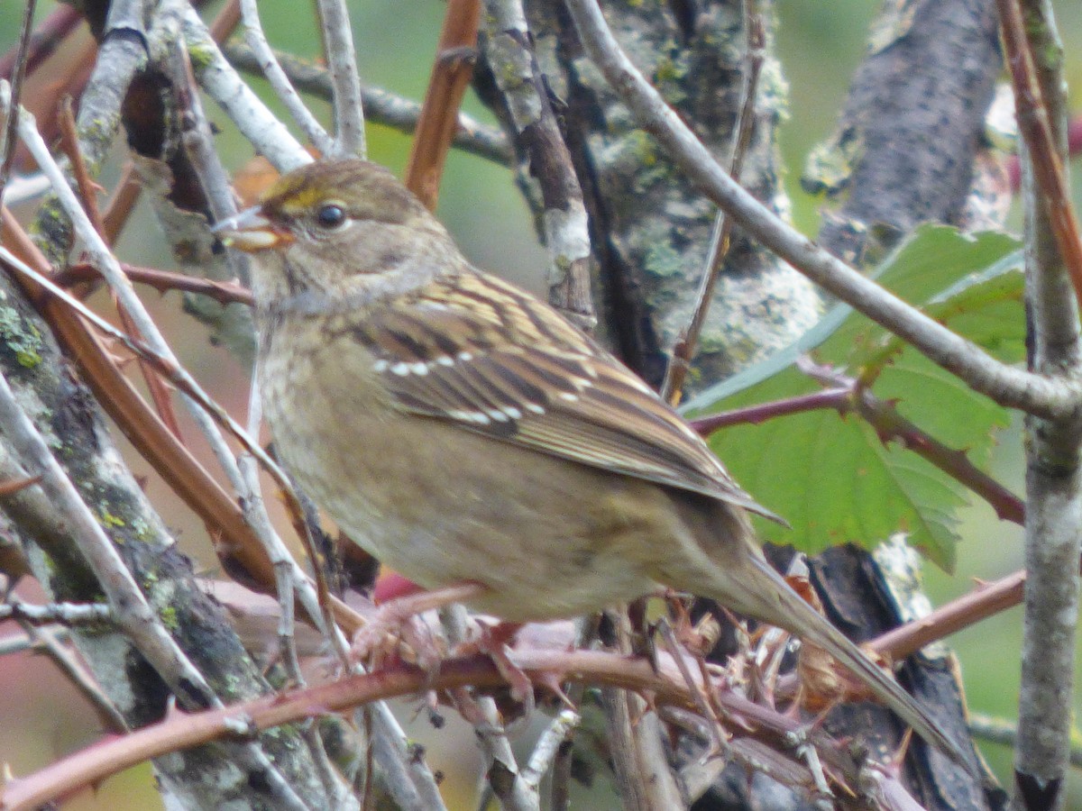 Golden-crowned Sparrow - ML644350761