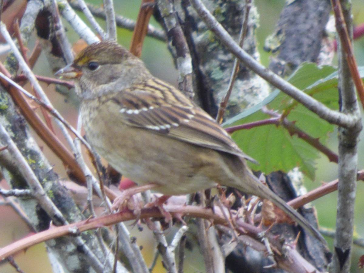 Golden-crowned Sparrow - ML644350763