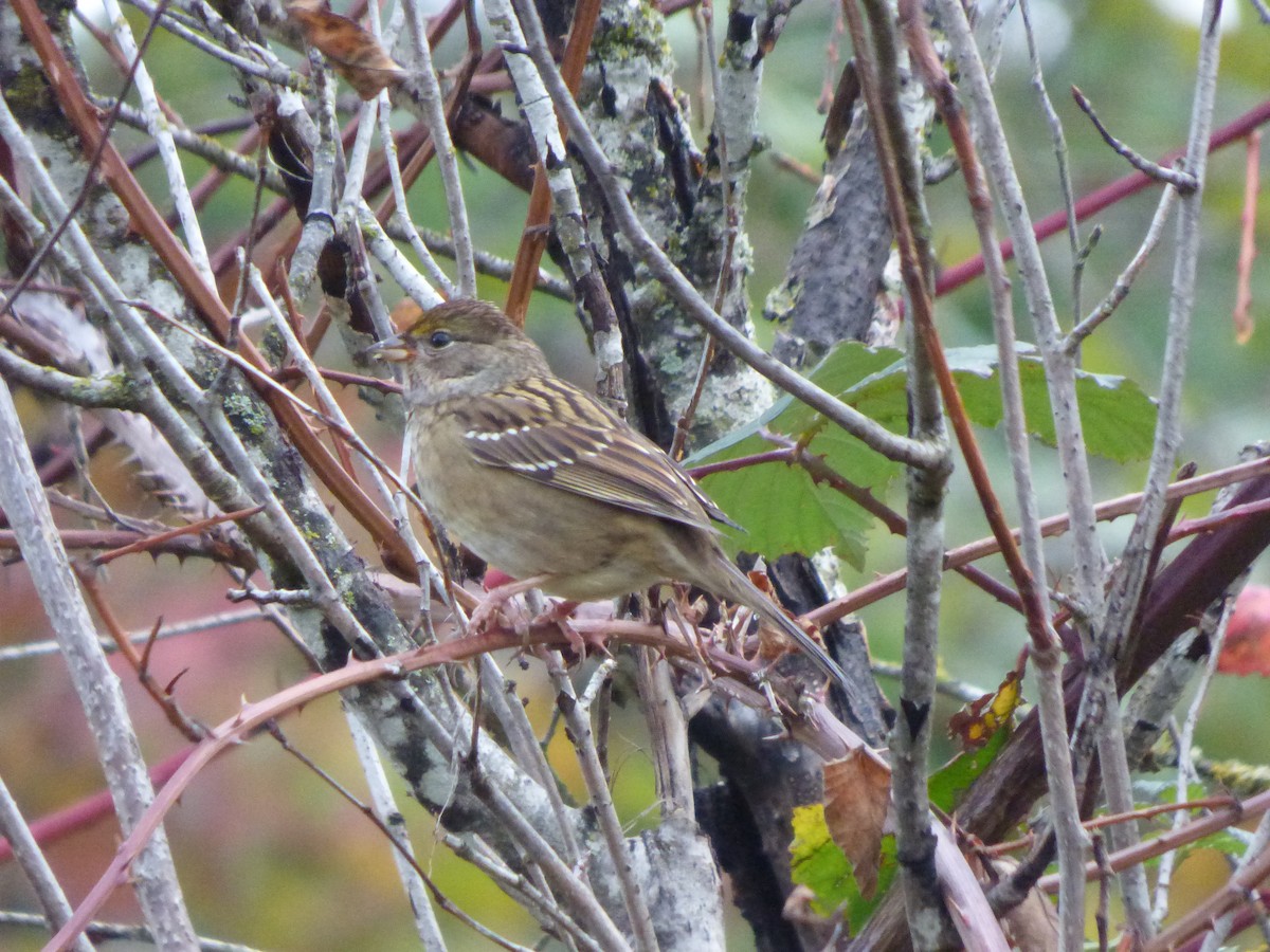 Golden-crowned Sparrow - ML644350766