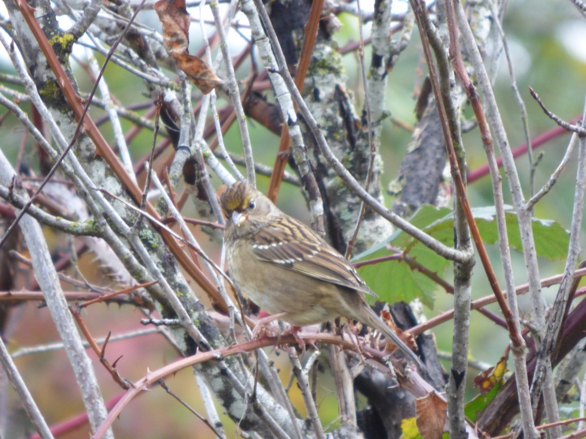 Golden-crowned Sparrow - ML644350767