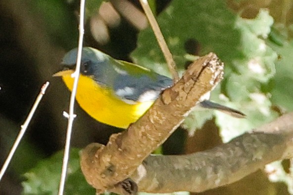 Tropical Parula - ML644350773