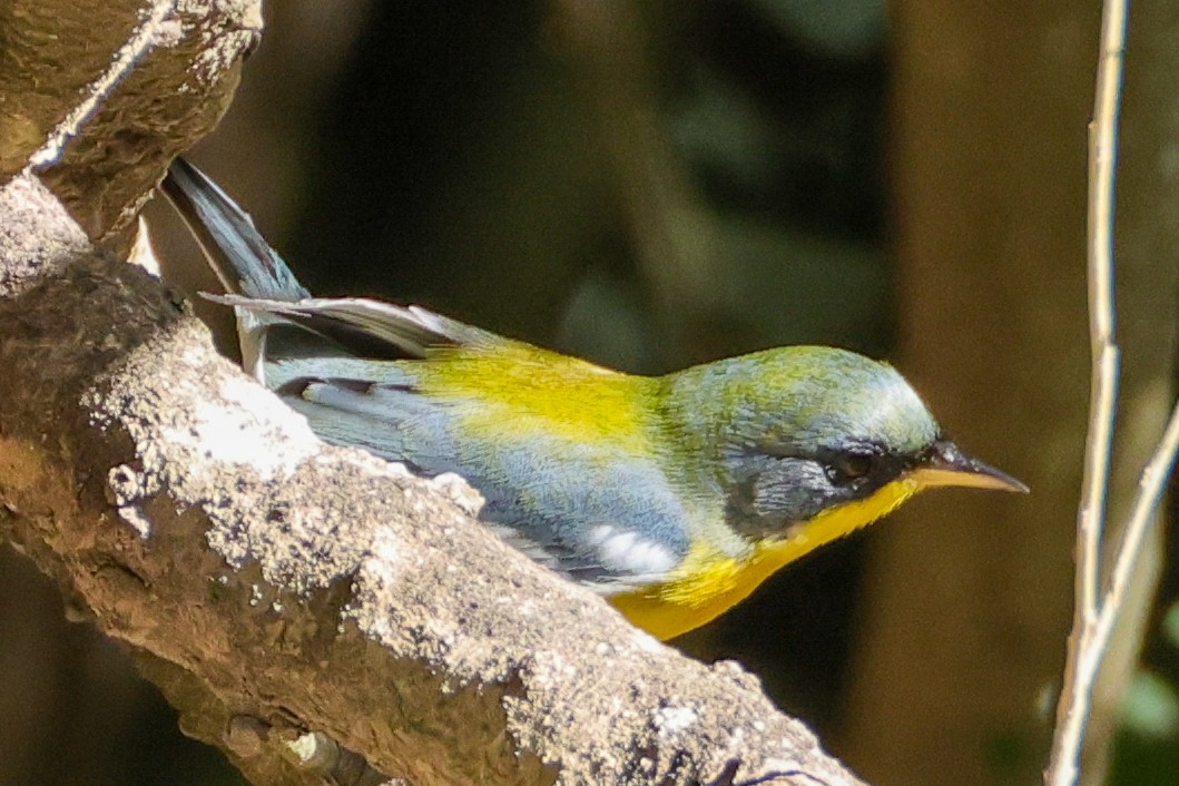Tropical Parula - ML644350774