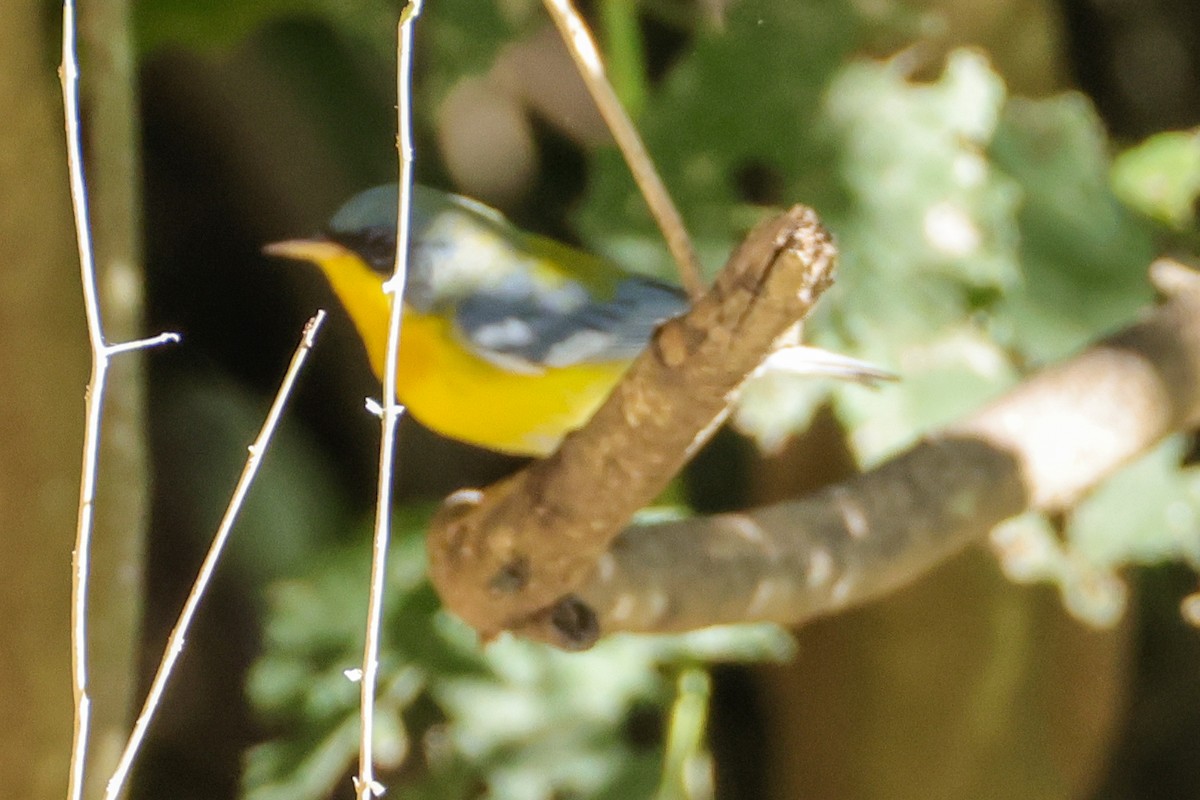 Tropical Parula - ML644350776