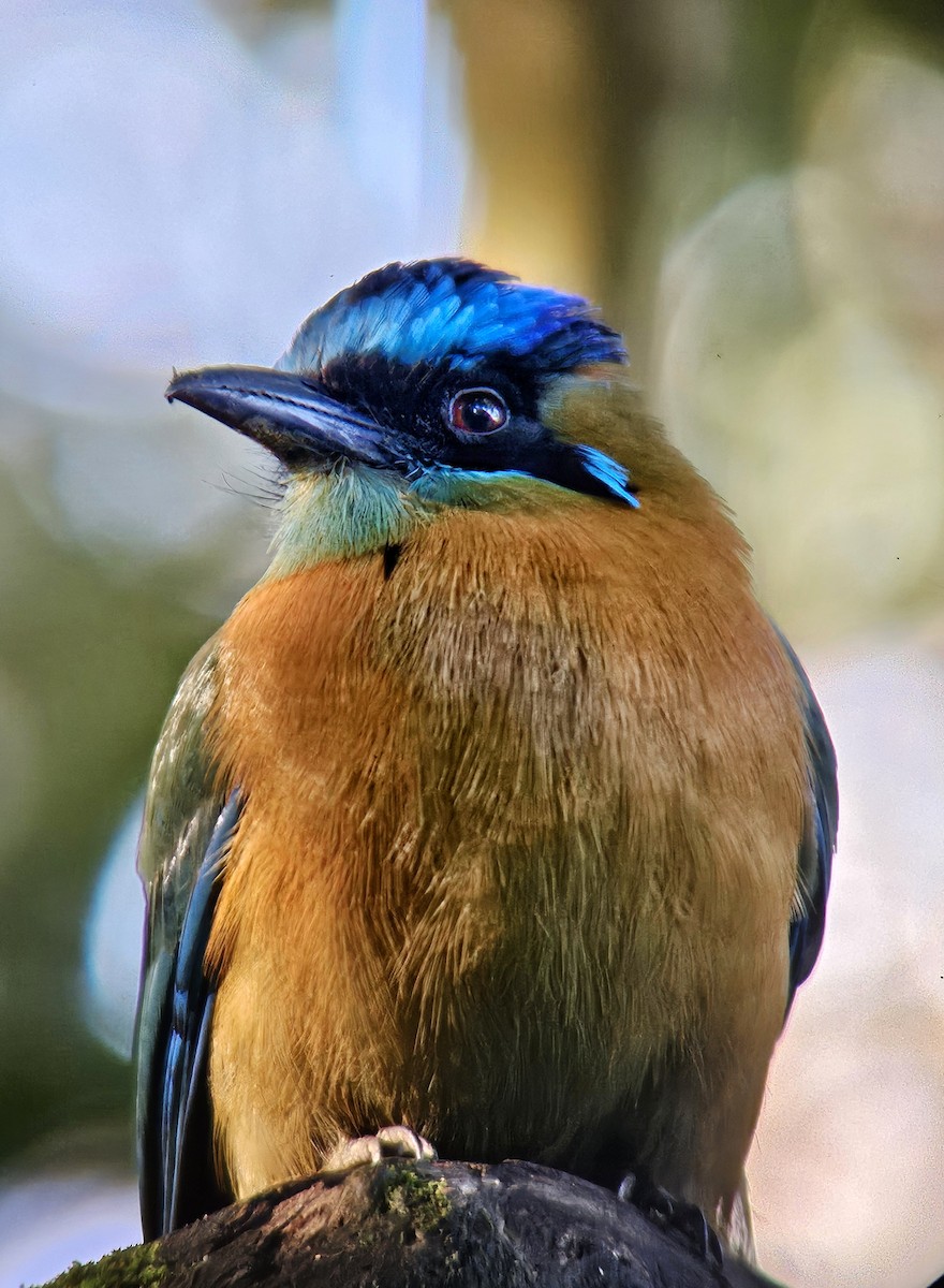 レッソンハチクイモドキ - ML644350779