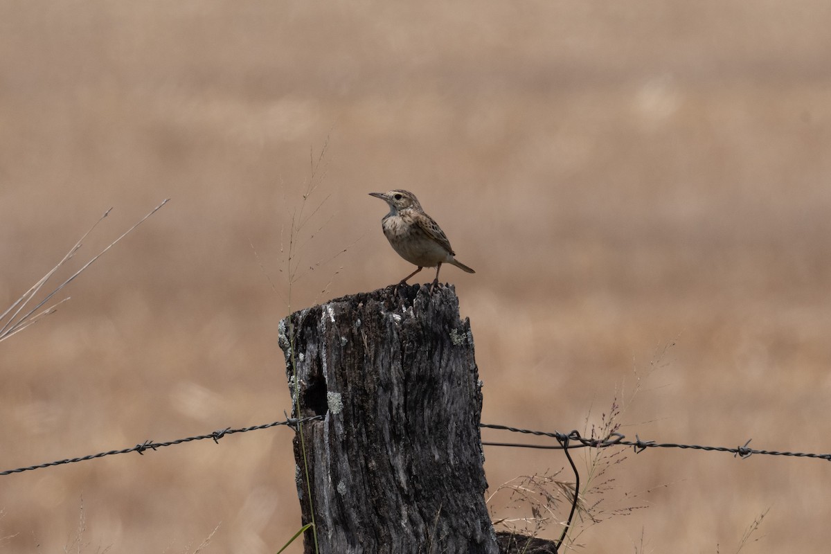 Australian Pipit - ML644350797