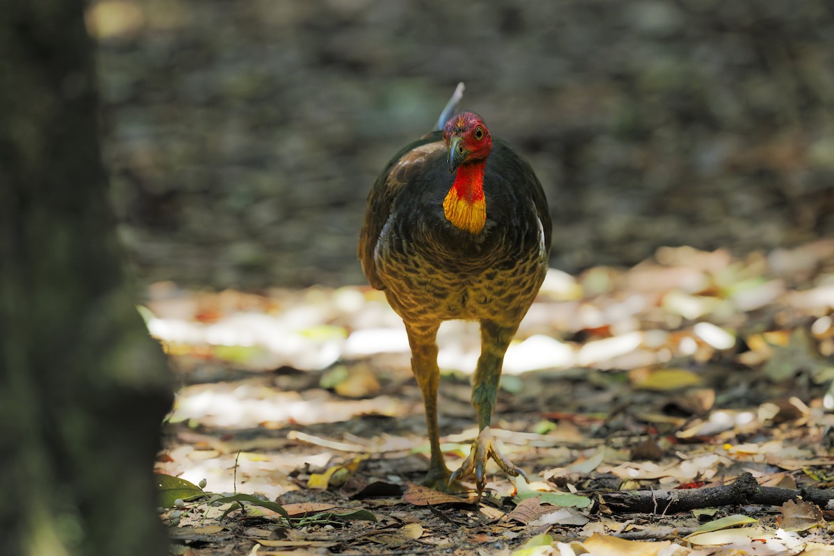 Australian Brushturkey - ML644350798