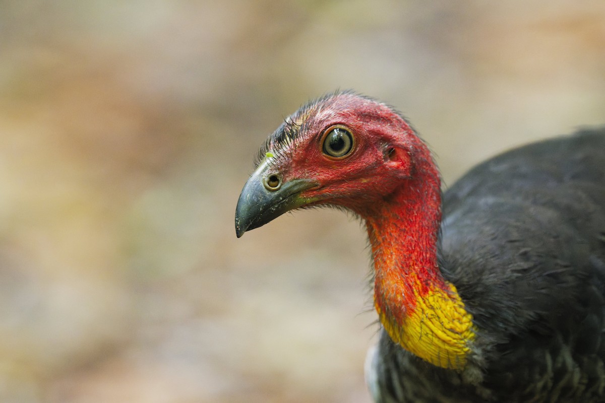 Australian Brushturkey - ML644350799