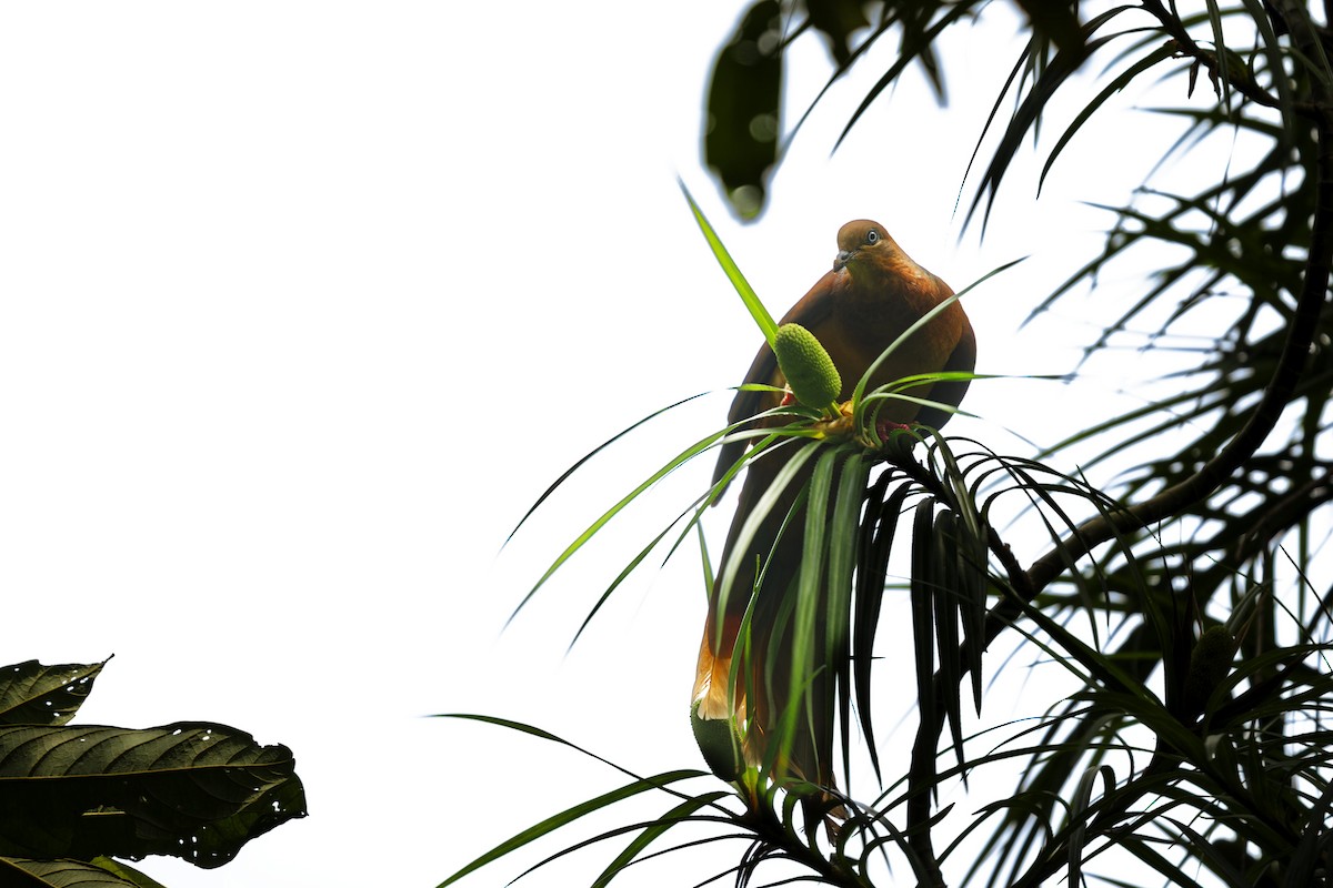 Phasianelle brune - ML644350803