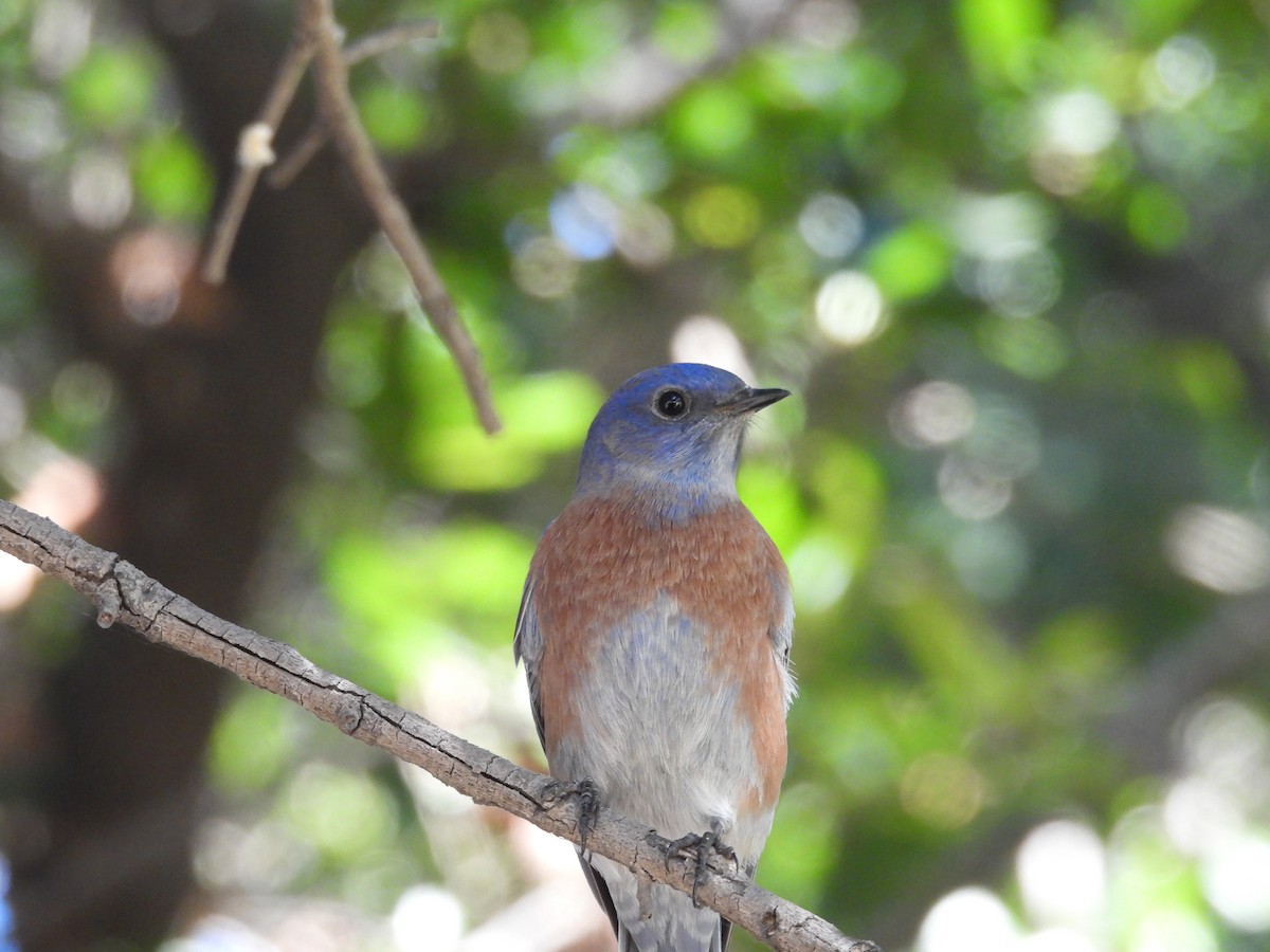Western Bluebird - ML644350812