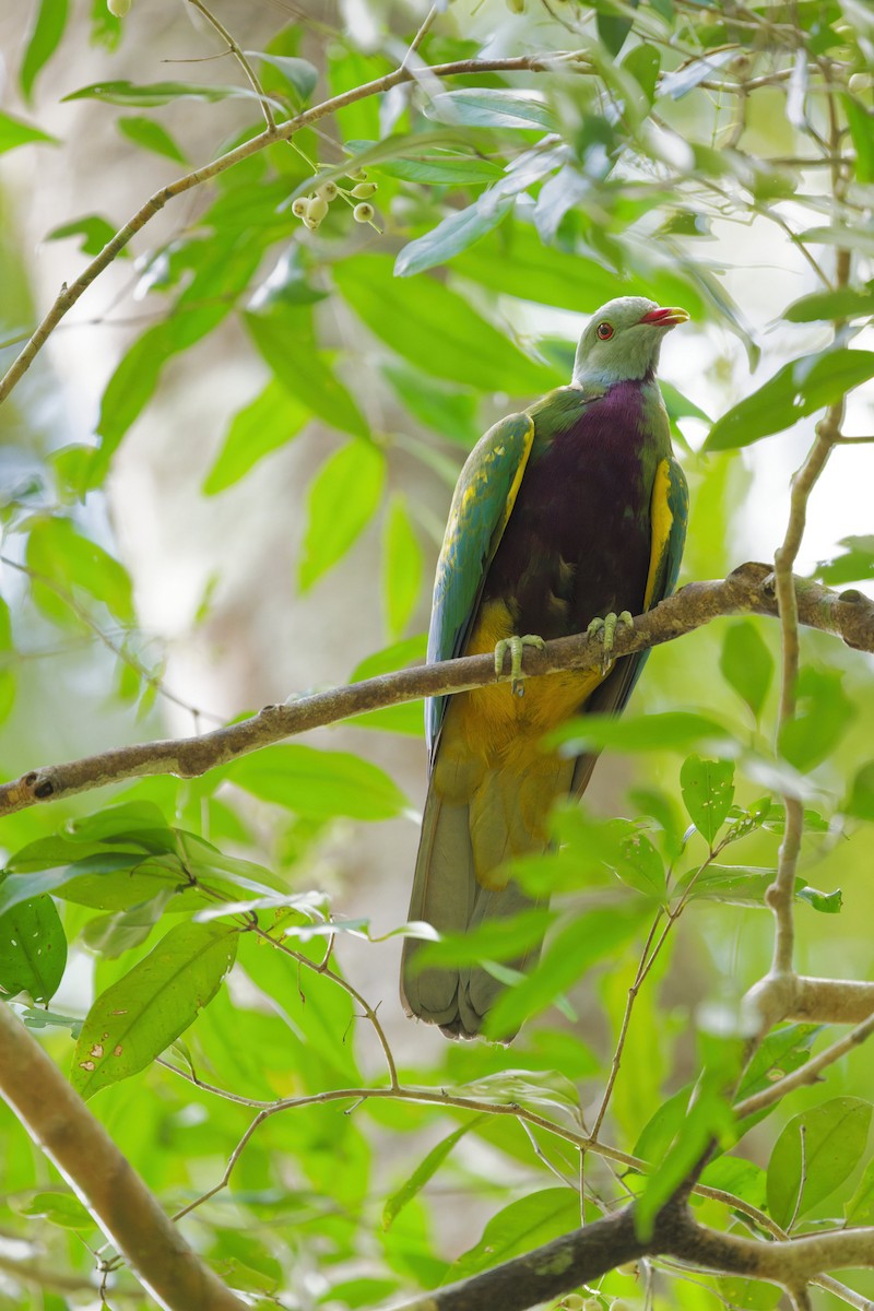 Wompoo Fruit-Dove - ML644350815