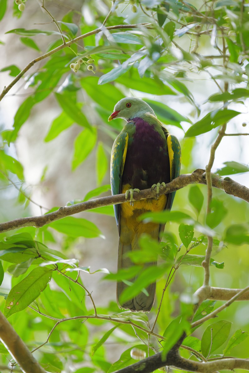 Wompoo Fruit-Dove - ML644350816