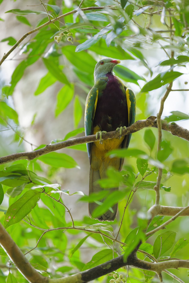 Wompoo Fruit-Dove - ML644350817
