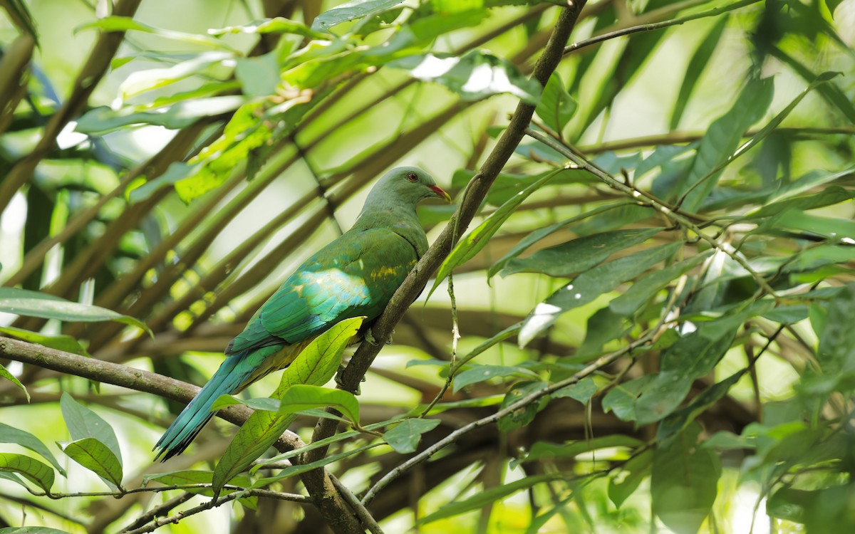 Wompoo Fruit-Dove - ML644350818