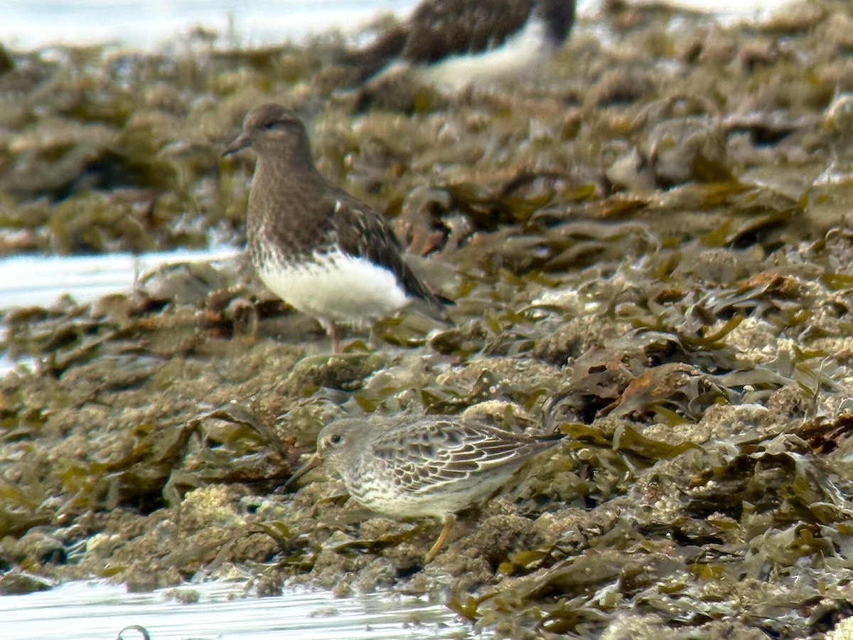 klippesnipe - ML644350828