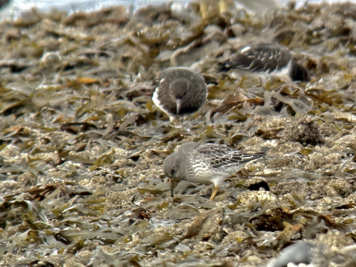 klippesnipe - ML644350829