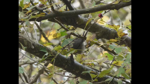 ヤブガラ - ML644350839