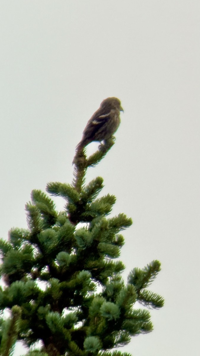 White-winged Crossbill - ML644350843
