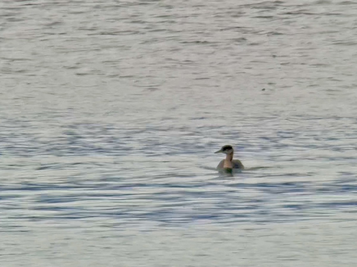 Red-necked Grebe - ML644350872