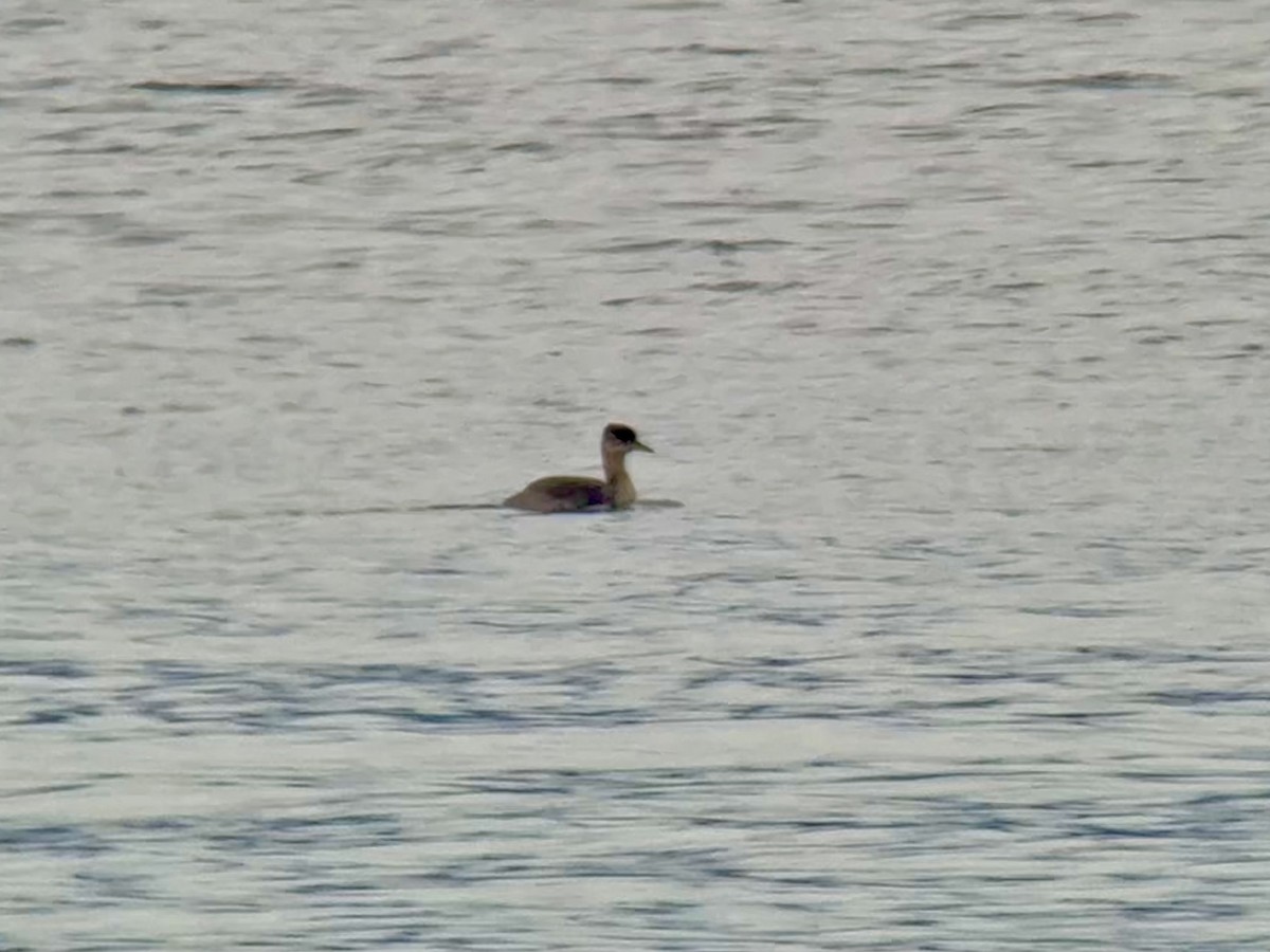 Red-necked Grebe - ML644350873