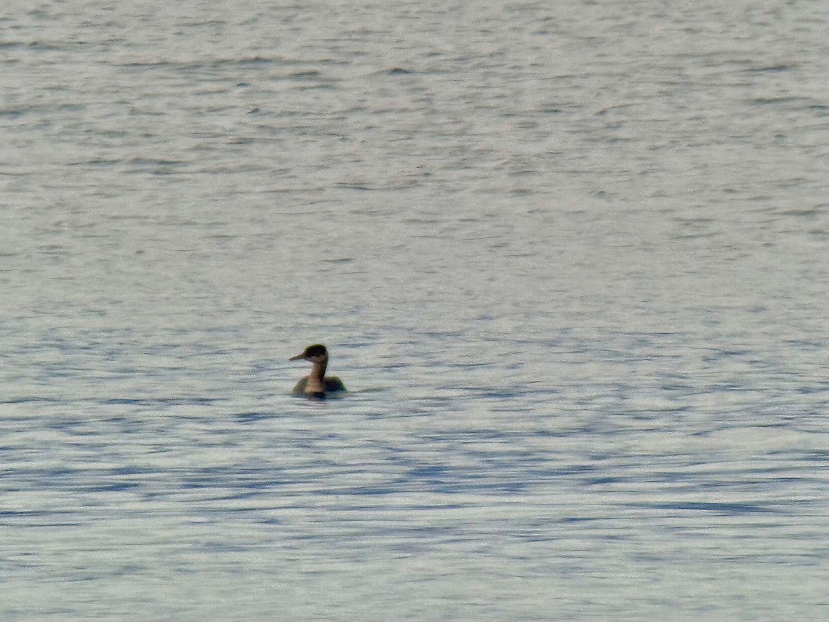 Red-necked Grebe - ML644350874