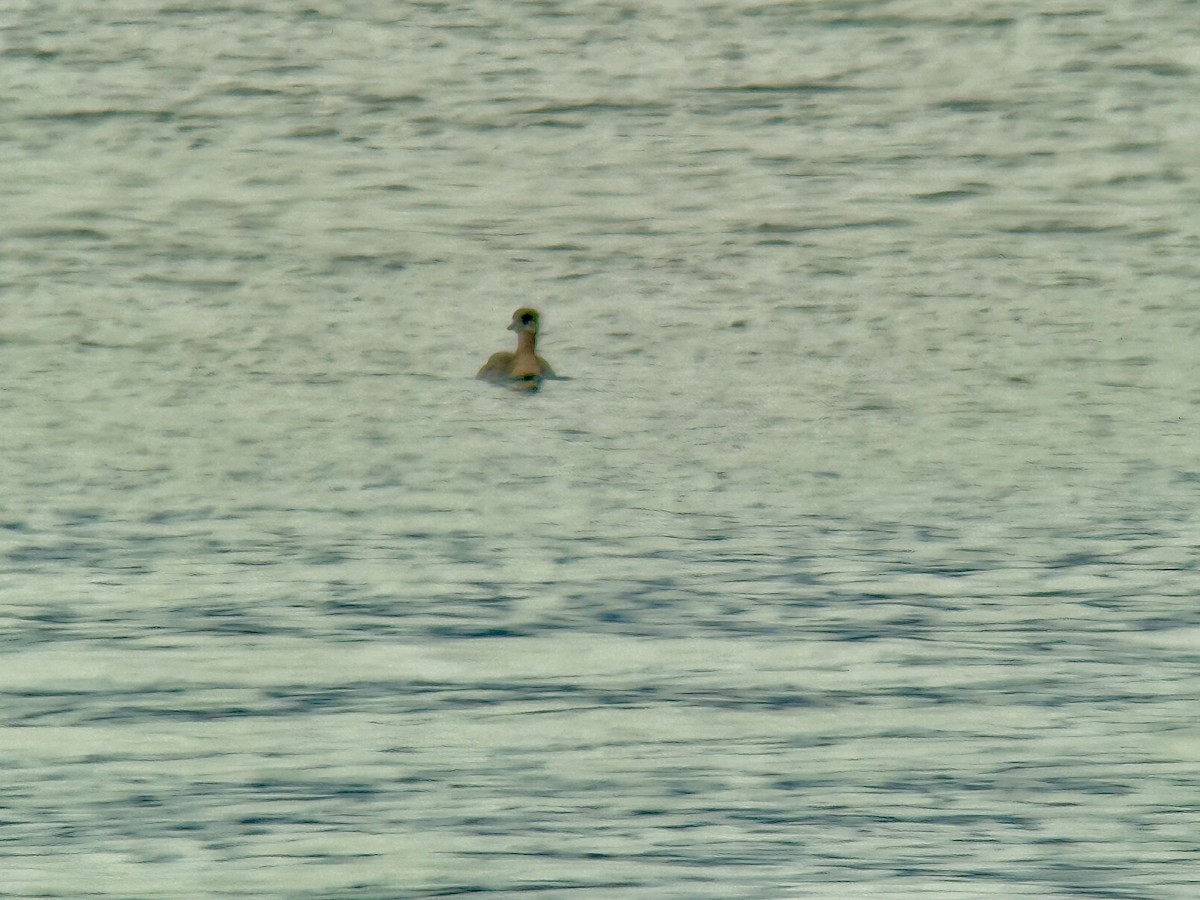 Red-necked Grebe - ML644350875