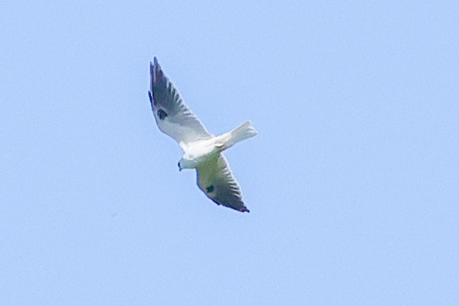 White-tailed Kite - ML644350886