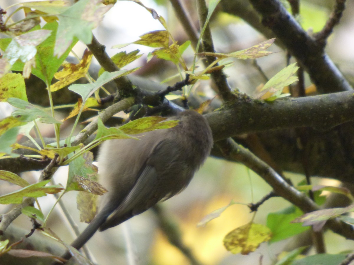 ヤブガラ - ML644350887