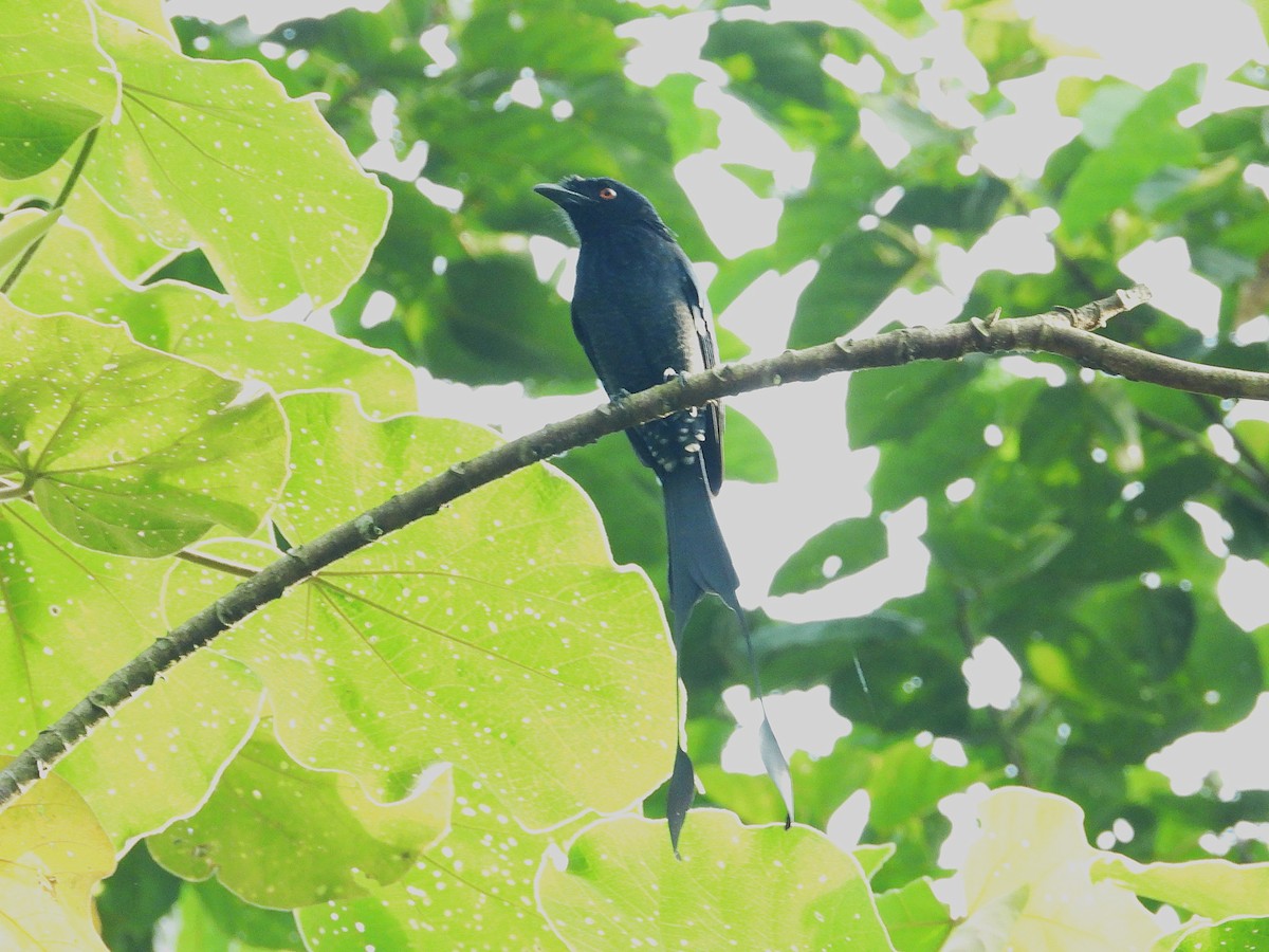 Drongo à raquettes - ML644350889