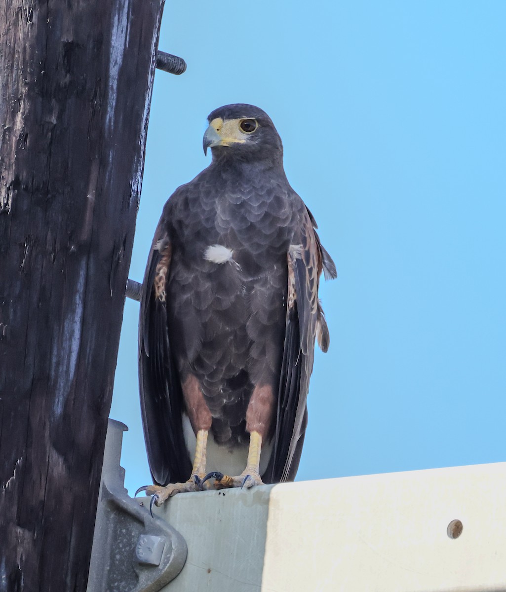 Harris's Hawk - ML644350898