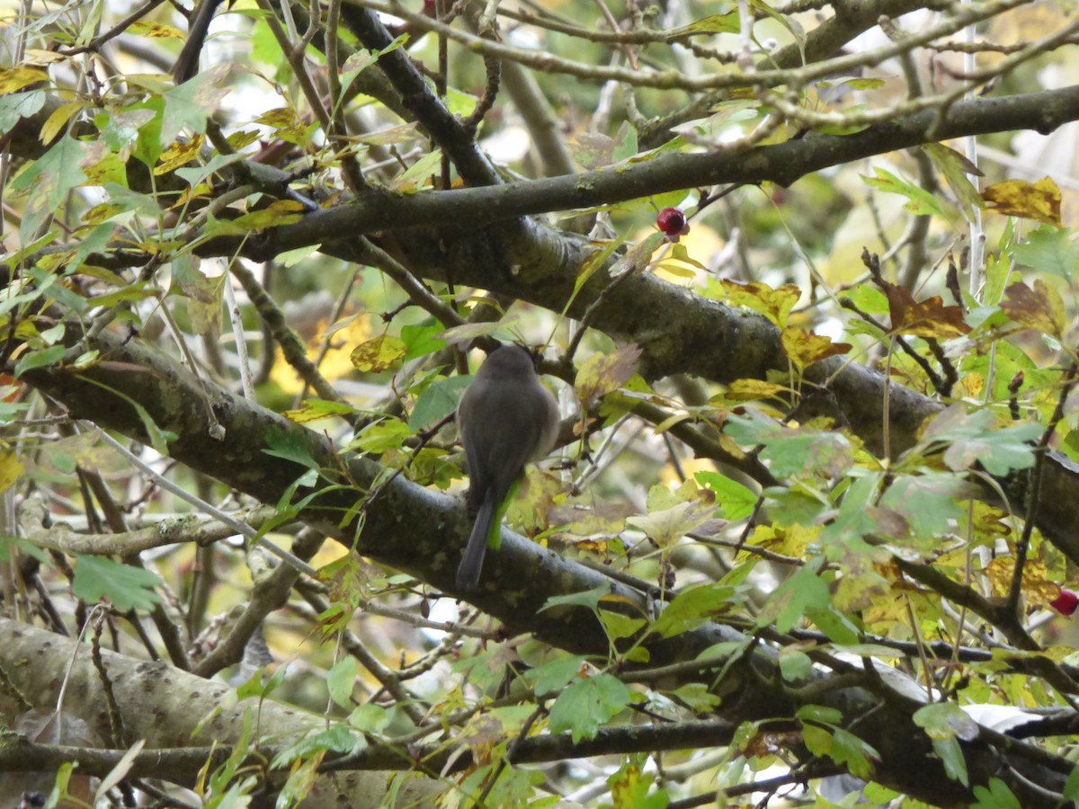 ヤブガラ - ML644350900