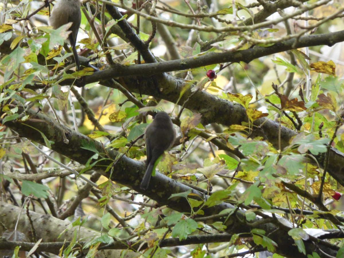 ヤブガラ - ML644350909