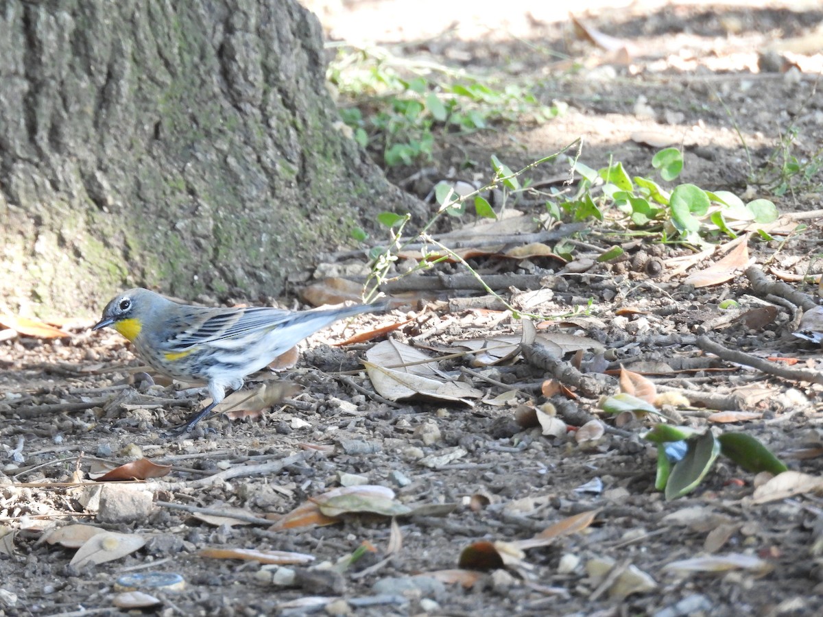 Пісняр-лісовик жовтогузий - ML644350917