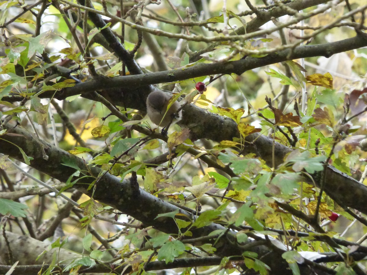 ヤブガラ - ML644350919