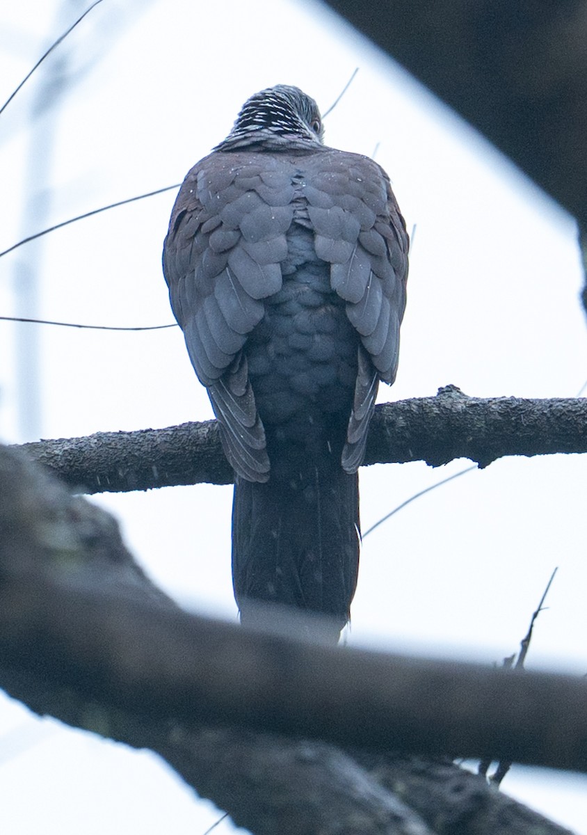 Paloma de Los Nilgiri - ML644350925