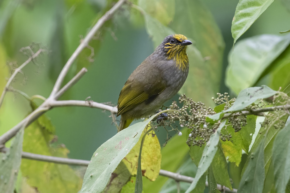 Stripe-throated Bulbul - ML644350927