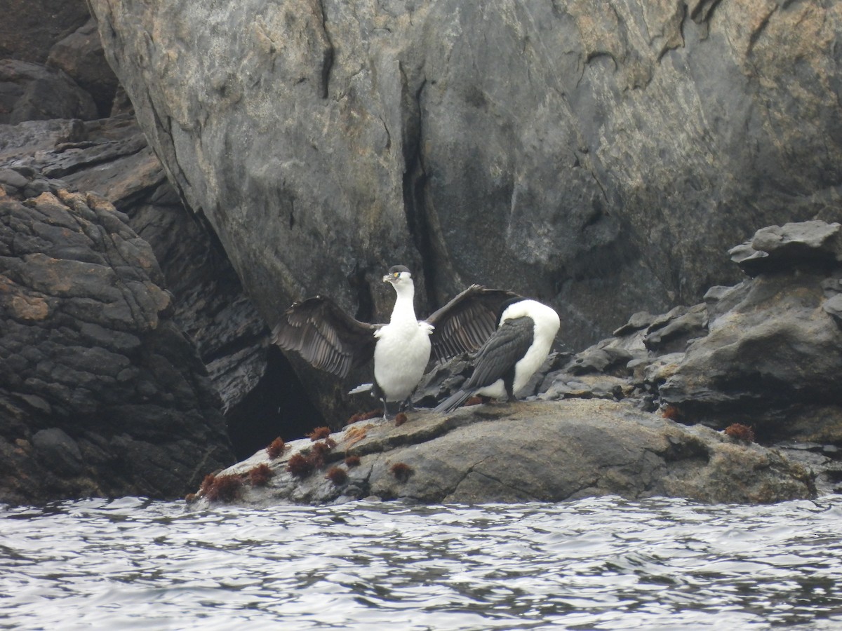 Pied Cormorant - ML644350929
