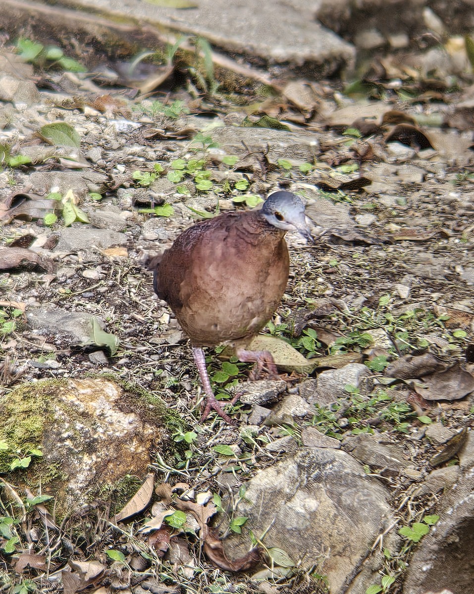 Chiriqui Quail-Dove - ML644350934