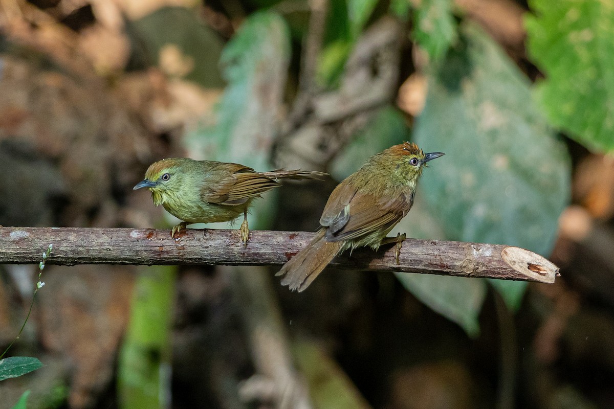 Timalie à gorge striée - ML644350954