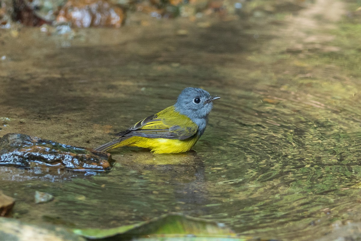 Gray-headed Canary-Flycatcher - ML644350955