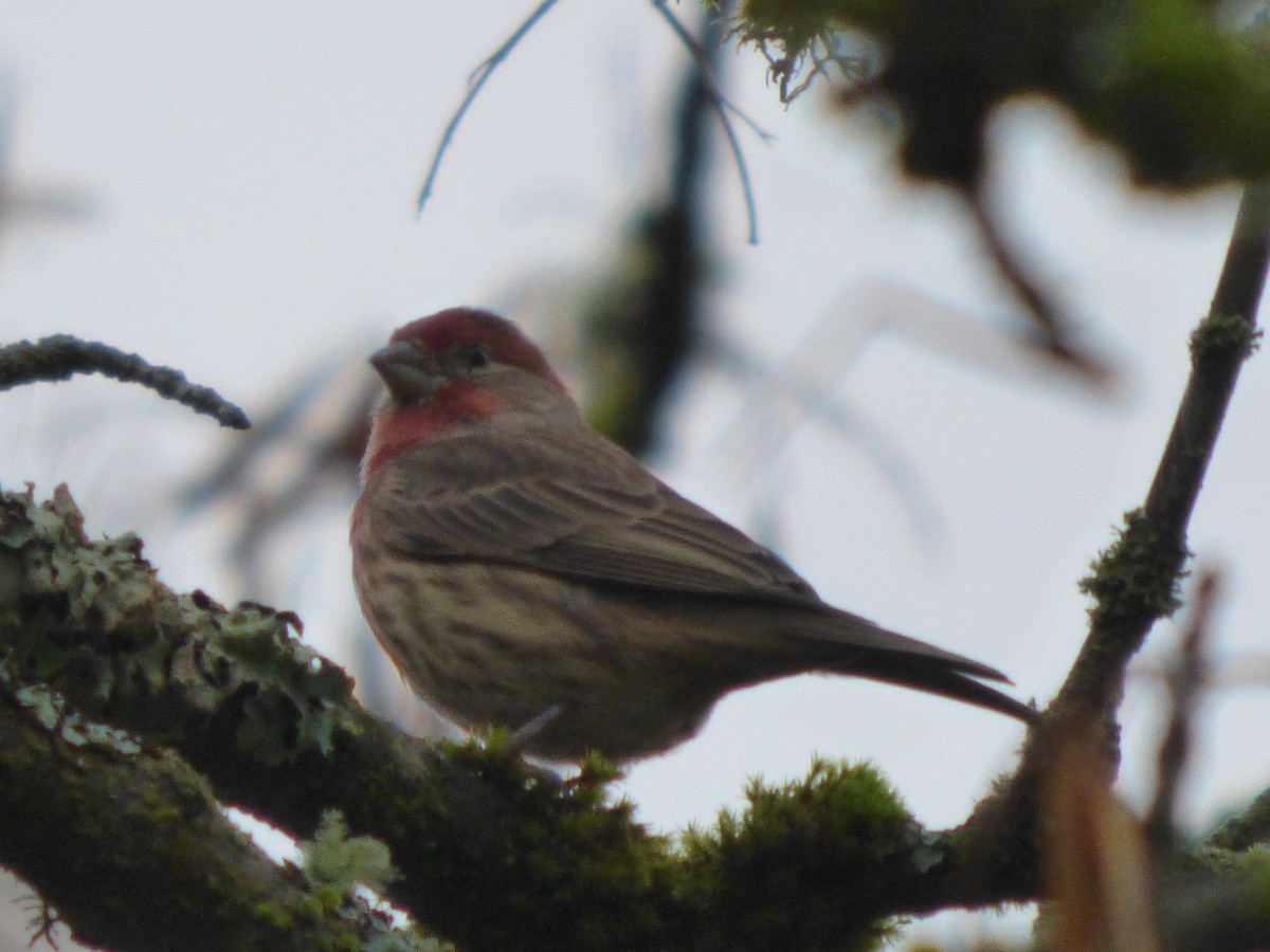 House Finch - ML644350956
