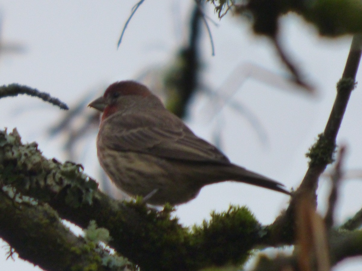 House Finch - ML644350959