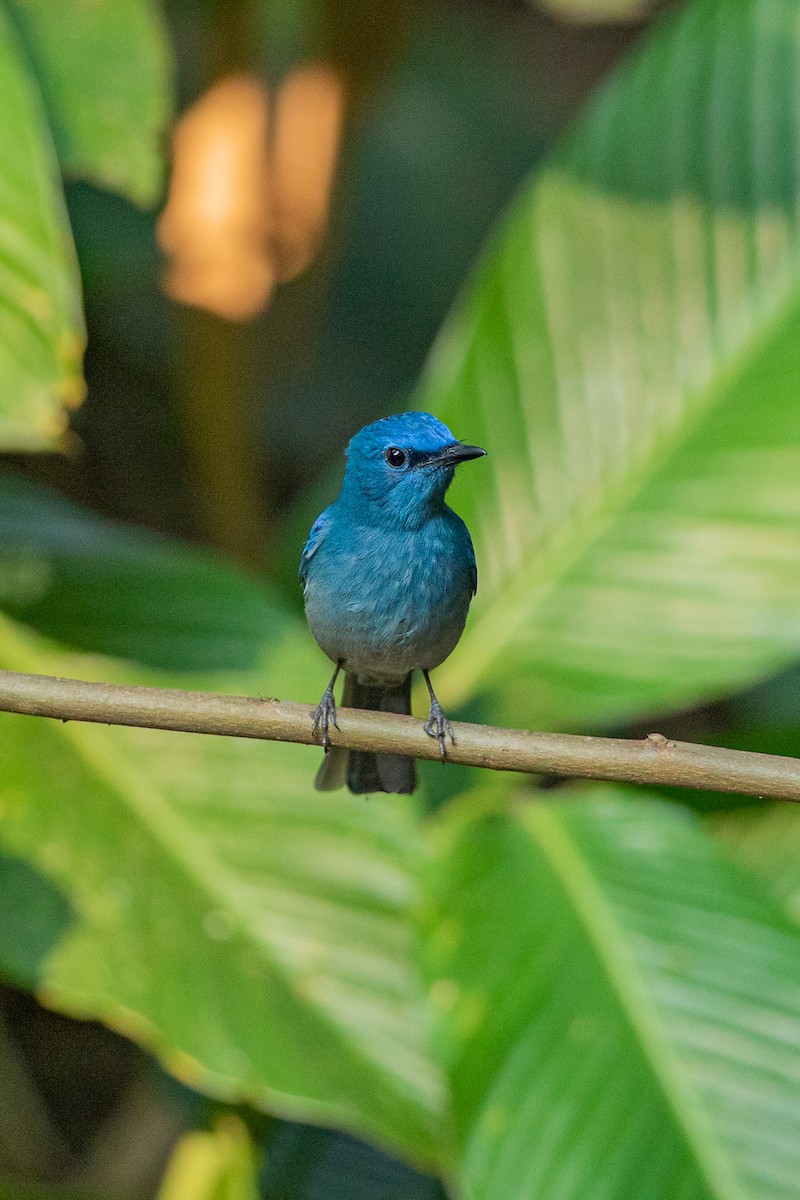 ウスヒメアオヒタキ - ML644350960