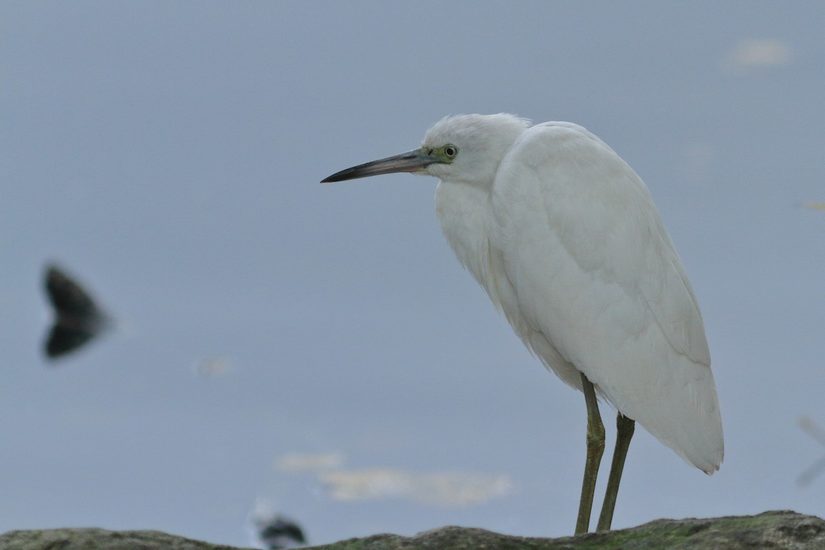 Little Blue Heron - ML644350961