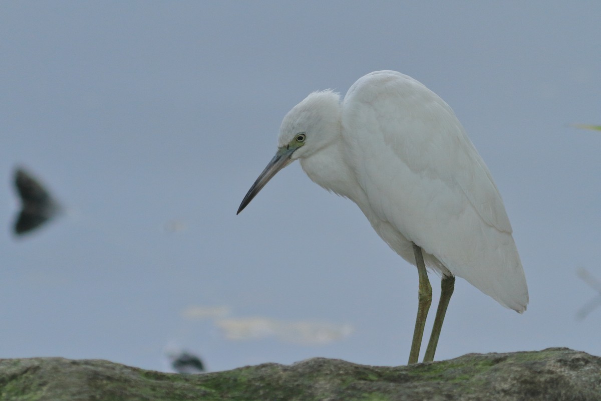 Little Blue Heron - ML644350962