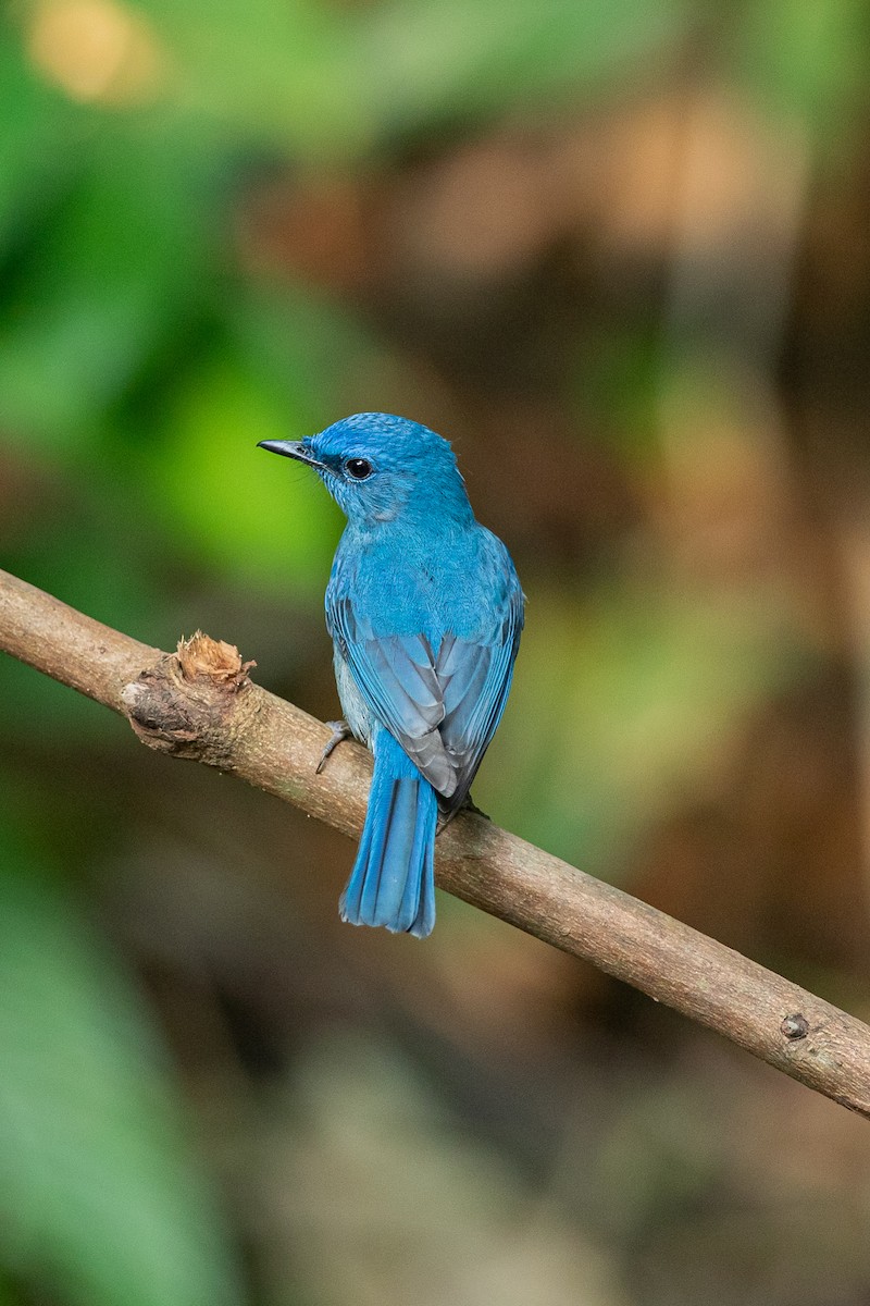 ウスヒメアオヒタキ - ML644350963