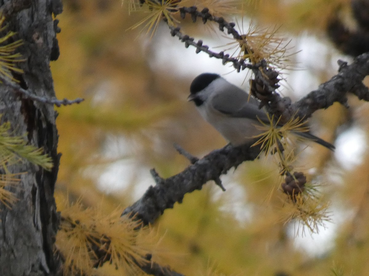Mésange boréale - ML644350966