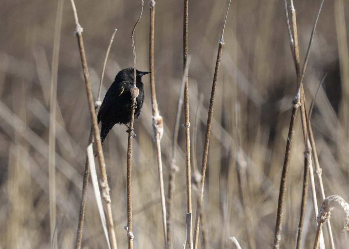 gulvingetrupial - ML644350973