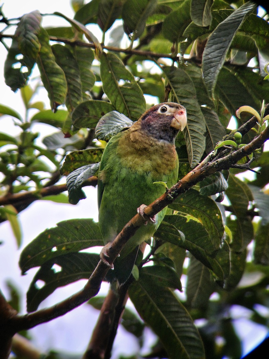 Brown-hooded Parrot - ML644350974