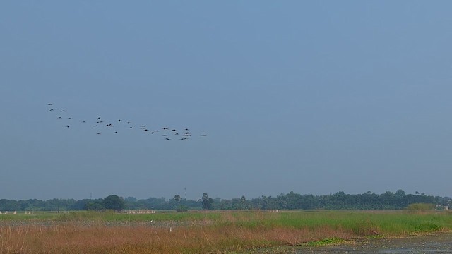 Glossy Ibis - ML644350976